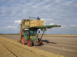Covering the fields with Straw